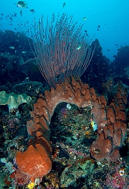 Banda Sea 2018 - DSC05733_rc - Coral and sponges
